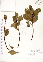 藏品(榕樹)的圖片