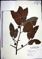 藏品(九重吹、九丁樹、脈葉榕、大葉九重吹)的圖片