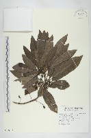 藏品(虎皮楠)的圖片