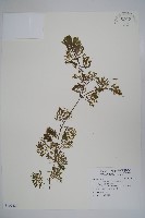 藏品(白花穗蓴)的圖片