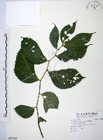 藏品(食用樓梯草)的圖片