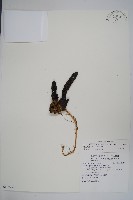 藏品(穗花蛇菰)的圖片