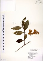 藏品(華八仙)的圖片