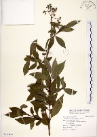 藏品(華八仙)的圖片