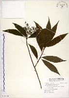 藏品(華八仙)的圖片