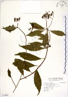 藏品(華八仙)的圖片