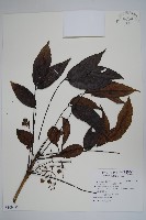 藏品(木蠟樹、山漆)的圖片