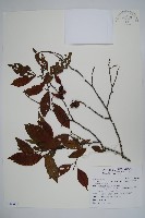 藏品(臺灣赤楊、臺灣榿木)的圖片