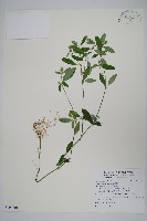 藏品(爵床)的圖片