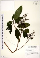 藏品(水金京)的圖片