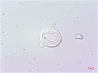 藏品(野甘草、甜珠子草)的圖片