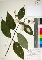 藏品(玉葉金花)的圖片