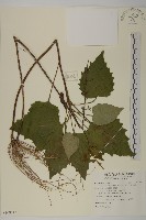 藏品(阿里山鬼督郵)的圖片