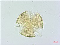 藏品(木荷)的圖片
