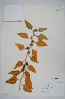 藏品(番杏)的圖片