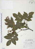 藏品(野鴉椿)的圖片