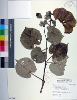 藏品(黃槿)的圖片