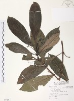 藏品(九節木、牛屎烏、青龍吐霧)的圖片