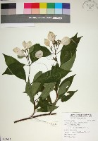 藏品(玉葉金花)的圖片