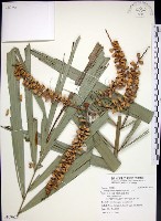 藏品(山棕)的圖片