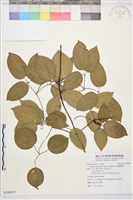 藏品(柱果鐵線蓮)的圖片