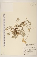 藏品(鼠麴草)的圖片