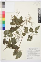 藏品(梨山小蓑衣藤)的圖片