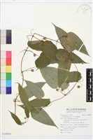 藏品(亨利氏鐵線蓮)的圖片