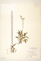 藏品(台東黃菀)的圖片