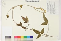 藏品(銹毛鐵線蓮)的圖片