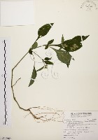 藏品(臺灣鱗球花)的圖片