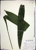 藏品(台灣蜘蛛抱蛋)的圖片