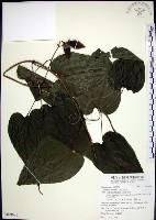 藏品(百部)的圖片