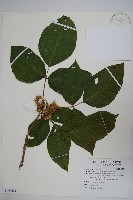 藏品(臺灣藤漆)的圖片