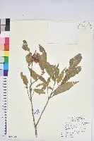 藏品(狹葉櫟)的圖片