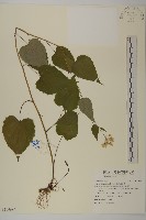 藏品(臺灣山白蘭)的圖片