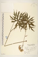 藏品(高山破傘菊)的圖片