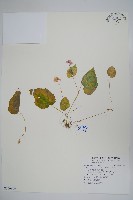 藏品(岩生秋海棠)的圖片