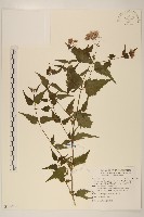 藏品(高士佛澤蘭)的圖片