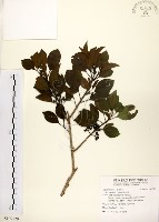 藏品(鐵冬青)的圖片