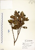 藏品(恆春楨楠)的圖片