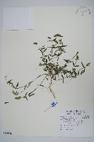 藏品(柳葉鱗球花)的圖片