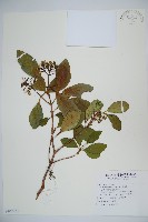 藏品(珊瑚樹)的圖片