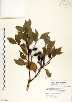 藏品(瓊楠)的圖片