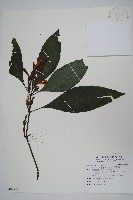 藏品(長穗馬藍)的圖片