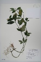 藏品(爵床)的圖片