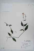 藏品(針刺草)的圖片