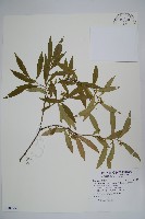 藏品(柳狀野扇花)的圖片