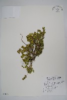 藏品(太魯閣黃楊)的圖片