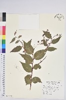 藏品(白珠樹)的圖片